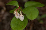 Eastern teaberry <BR>Wintergreen